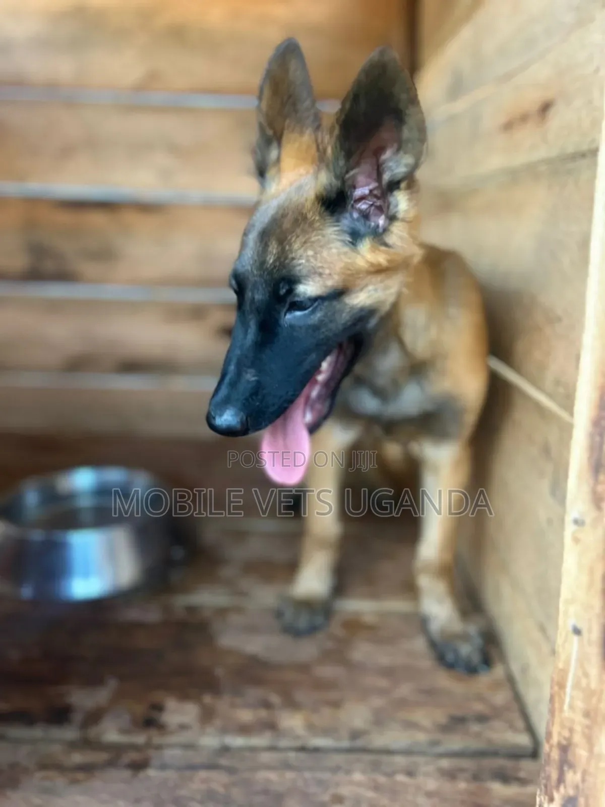 1-3 months Male Purebred Belgian Malinois