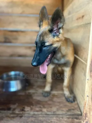 1-3 months Male Purebred Belgian Malinois