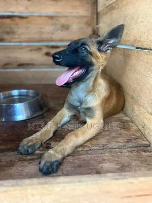 3-6 months Female Purebred Belgian Malinois