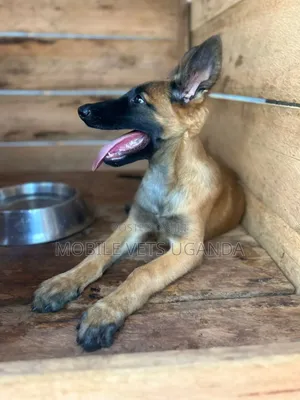 1-3 months Male Purebred Belgian Malinois
