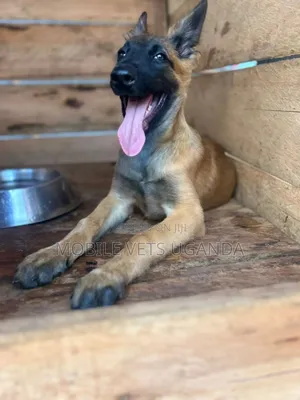 1-3 months Male Purebred Belgian Malinois