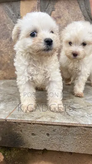 1-3 months Female Purebred Maltese