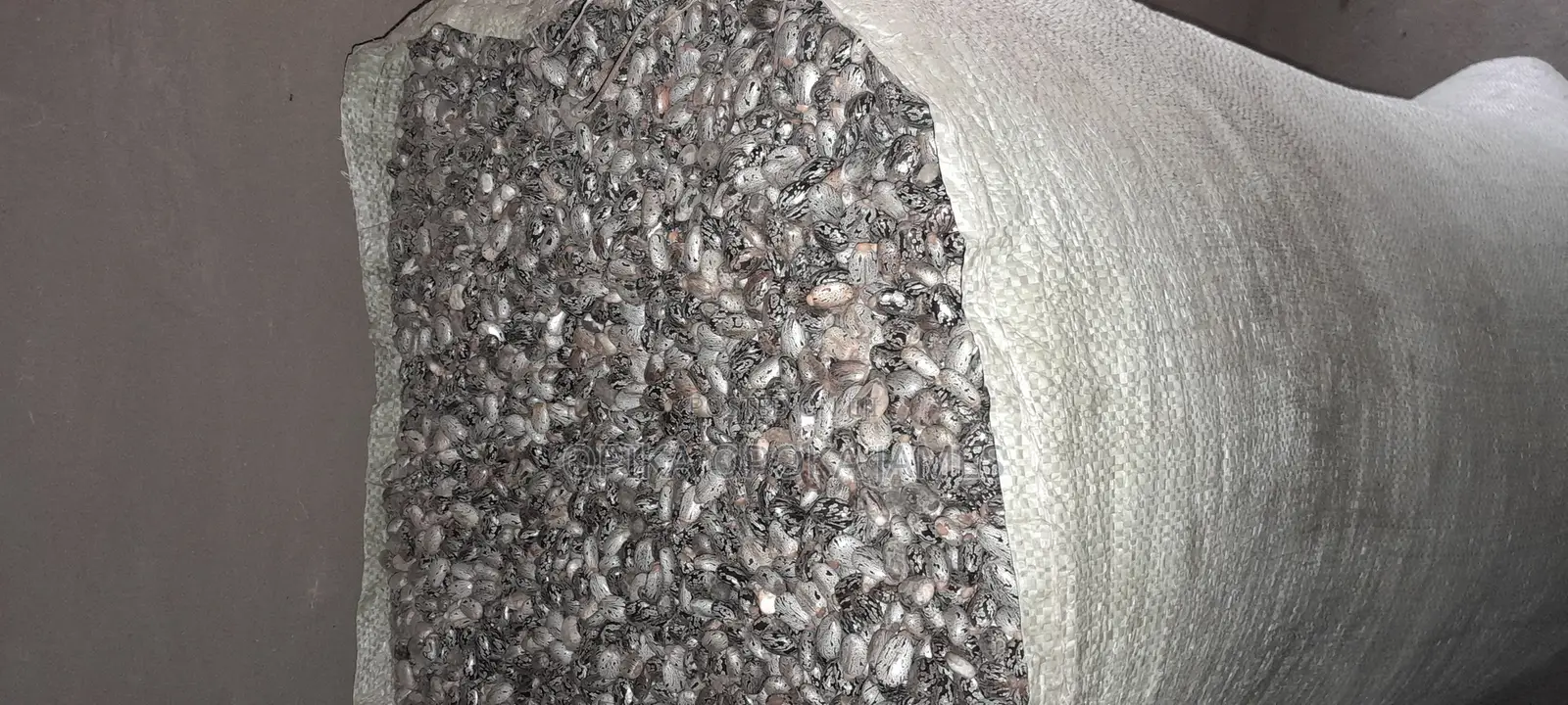 Bulky Castor Seeds for Sale Per Kilogram