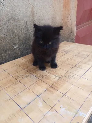 0-1 month Male Purebred American Shorthair