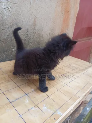 1-3 months Female Purebred Himalayan