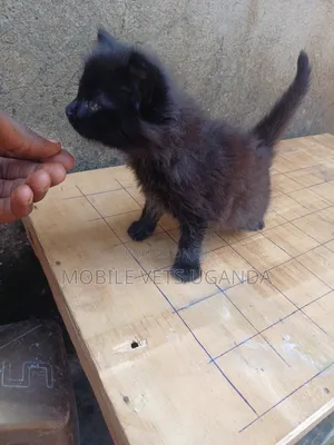 0-1 month Female Purebred Alabai