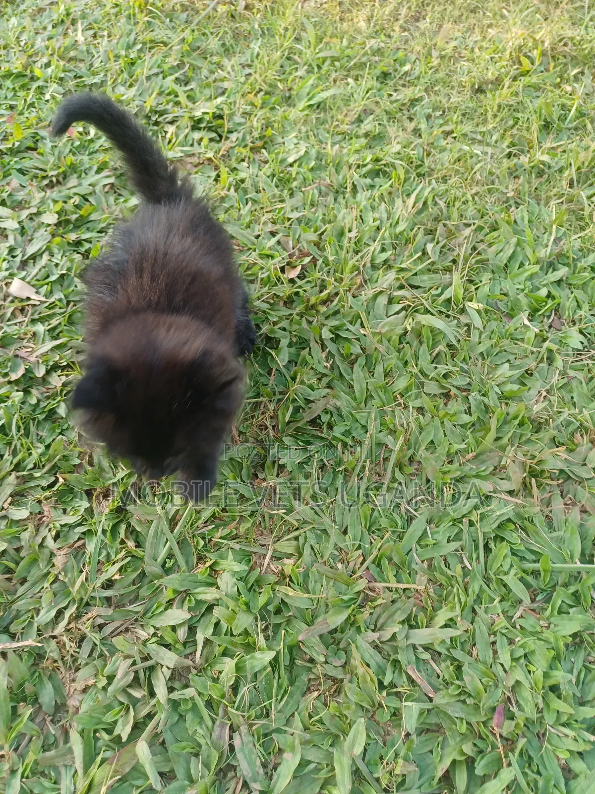 0-1 month Female Purebred Birman