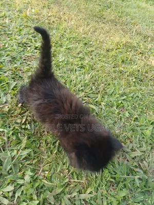 1-3 months Female Purebred Havana Brown