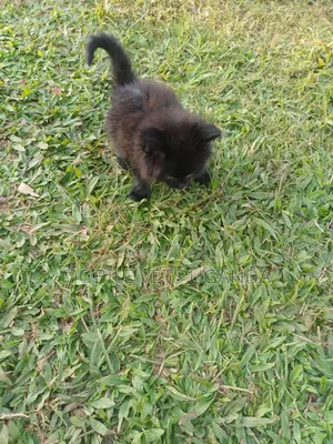 1-3 months Male Purebred Javanese