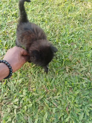 0-1 month Female Purebred Himalayan