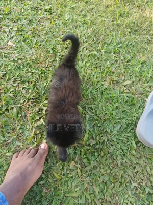 0-1 month Male Purebred LaPerm