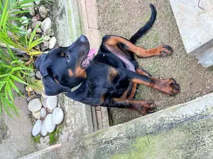 3-6 months Male Purebred Rottweiler