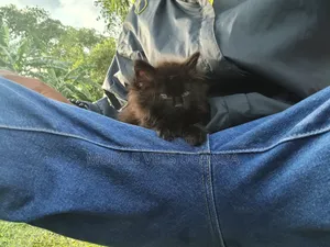 0-1 month Male Purebred Havana Brown