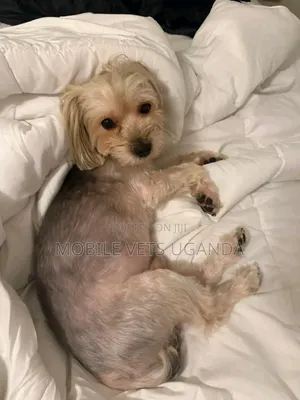 6-12 months Female Purebred Maltese