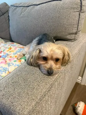 3-6 months Male Purebred Maltese