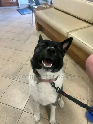 6-12 months Male Purebred German Shepherd