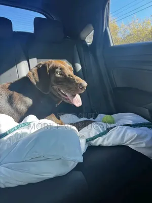 3-6 months Male Purebred Labrador Retriever