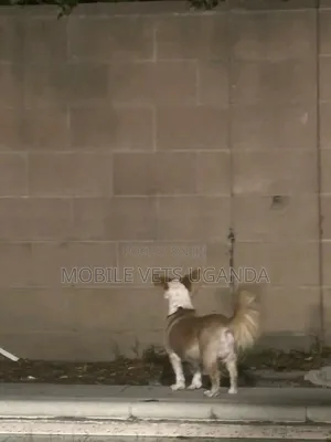 6-12 months Male Purebred Japanese Spitz