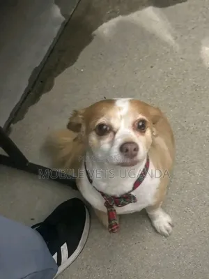 3-6 months Male Purebred Japanese Chin