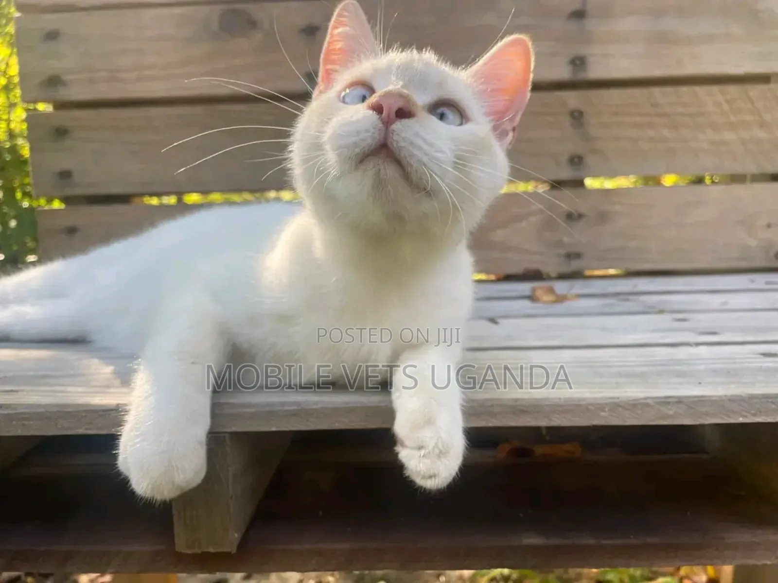 3-6 months Male Purebred Colorpoint Shorthair