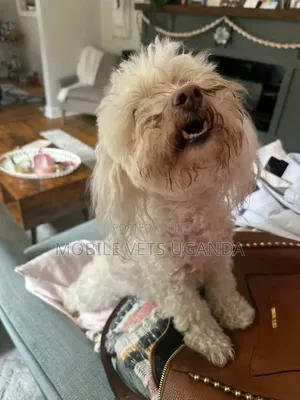 1+ year Male Purebred Maltese