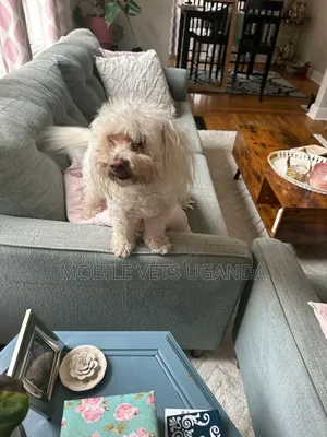 6-12 months Female Purebred Maltese