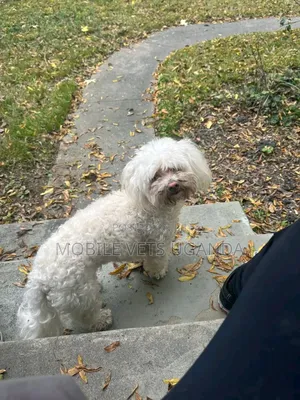 1+ year Male Purebred Maltese