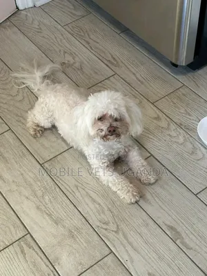3-6 months Male Purebred Maltese