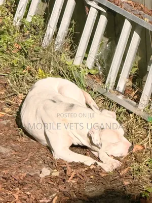 3-6 months Male Purebred American Pit Bull Terrier