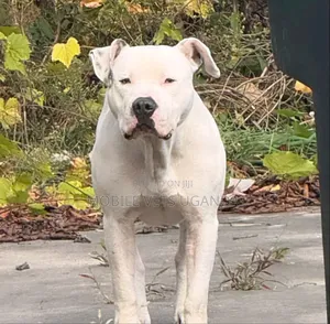 6-12 months Male Purebred American Pit Bull Terrier