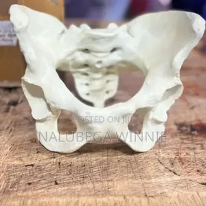 Pelvis Model