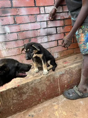 1-3 months Male Purebred German Shepherd
