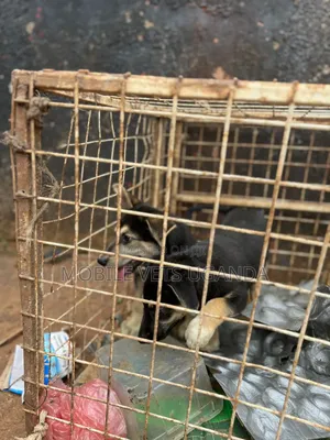 1-3 months Male Purebred German Shepherd