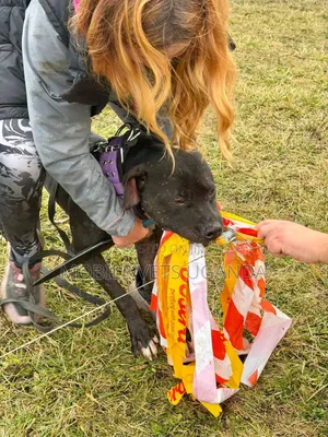3-6 months Female Purebred American Pit Bull Terrier