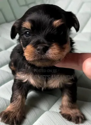1-3 months Male Purebred Rottweiler