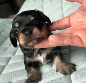 0-1 month Male Purebred Rottweiler
