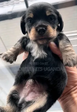 1-3 months Male Purebred Rottweiler