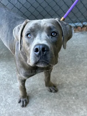 6-12 months Male Purebred American Pit Bull Terrier
