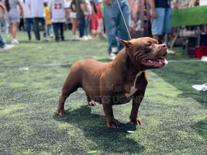 3-6 months Female Purebred American Pit Bull Terrier