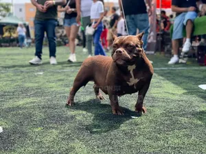 3-6 months Female Purebred American Pit Bull Terrier