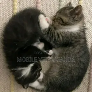 1-3 months Female Purebred American Curl
