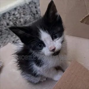 0-1 month Female Purebred Birman