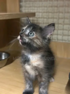 1-3 months Male Purebred Devon Rex