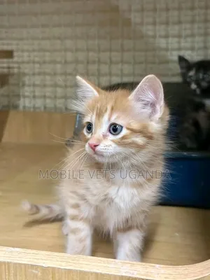 1-3 months Male Purebred Javanese