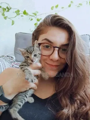 0-1 month Male Purebred Tabby