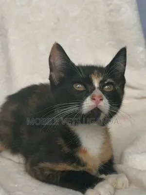 0-1 month Female Purebred American Shorthair