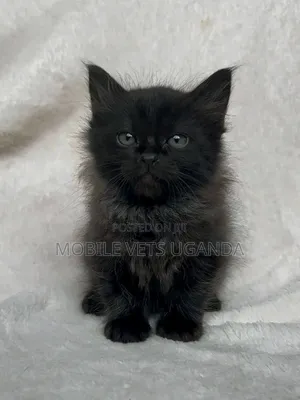 3-6 months Female Purebred Himalayan