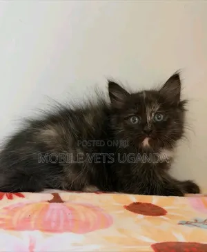 1-3 months Male Purebred Maine Coon
