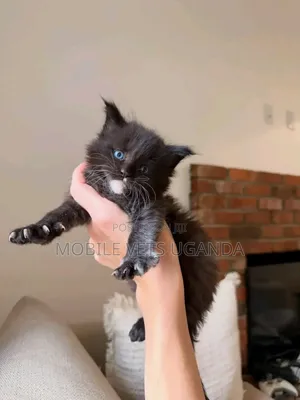 1-3 months Female Purebred Javanese