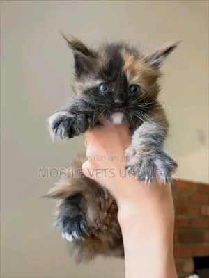 0-1 month Female Purebred Korat